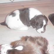 Field Trial spaniel Freja