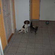 Field Trial spaniel Freja