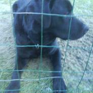 Labrador retriever buster 'R.I.P.'