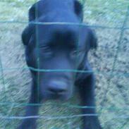 Labrador retriever buster 'R.I.P.'