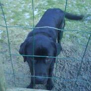 Labrador retriever buster 'R.I.P.'