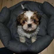 Shih tzu Champ