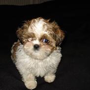 Shih tzu Champ