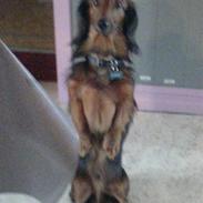 Dværggravhund lucky