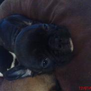 Fransk bulldog Malou