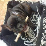 Fransk bulldog Malou