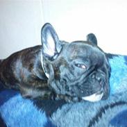 Fransk bulldog Malou