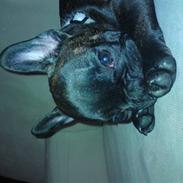 Fransk bulldog Malou