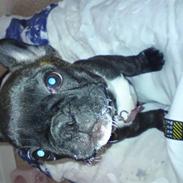 Fransk bulldog Malou