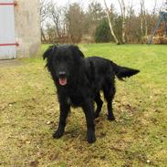 Blanding af racer Charlie