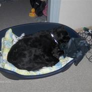 Blanding af racer Charlie