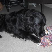 Blanding af racer Charlie