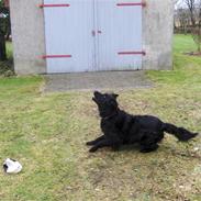 Blanding af racer Charlie