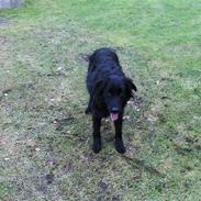 Blanding af racer Charlie