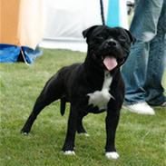 Staffordshire bull terrier Ruben R.I.P