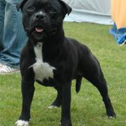 Staffordshire bull terrier Ruben R.I.P