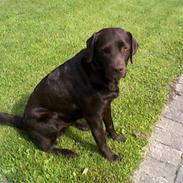 Labrador retriever Chiggo