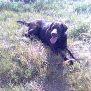 Labrador retriever Chiggo