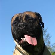 Bullmastiff Trisse