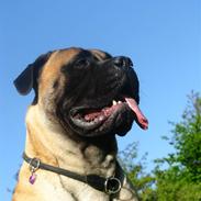 Bullmastiff Trisse