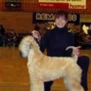 Irish softcoated wheaten terrier Soft Dream's Bailey