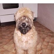 Irish softcoated wheaten terrier Soft Dream's Bailey
