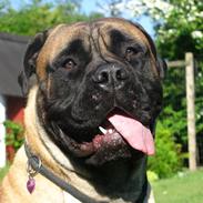 Bullmastiff Trisse