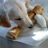 Golden retriever Fie