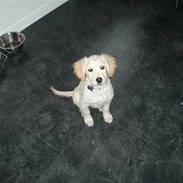 Golden retriever Fie