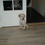 Golden retriever Fie