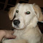 Golden retriever Fie