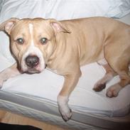 Amerikansk staffordshire terrier Bamse