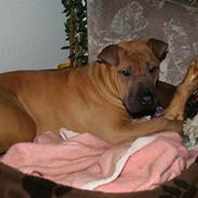 Blanding af racer Liva