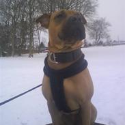 Blanding af racer Liva