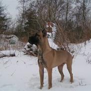 Blanding af racer Liva