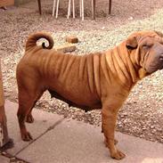 Blanding af racer Liva