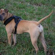 Blanding af racer Liva