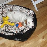 Cocker spaniel Lambert