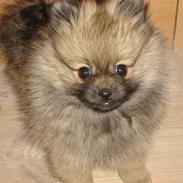 Pomeranian Balou Sylvester