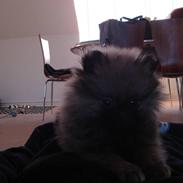 Pomeranian Balou Sylvester