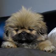 Pekingeser Zhia