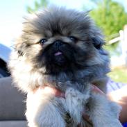 Pekingeser Zhia