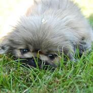 Pekingeser Zhia
