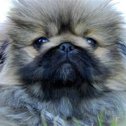 Pekingeser Zhia