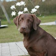 Labrador retriever Sofus