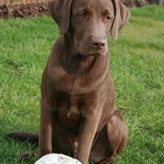 Labrador retriever Sofus