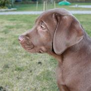Labrador retriever Sofus
