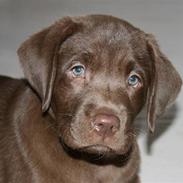 Labrador retriever Sofus