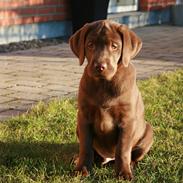 Labrador retriever Sofus