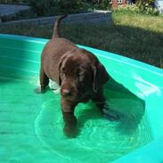 Labrador retriever Bailey